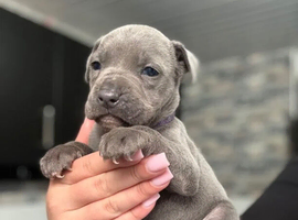 Stunning KC Blue Staffordshire Bull Terrier