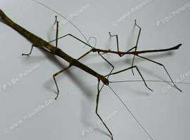 Group of 9 stick insects