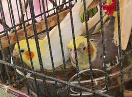 Cockatiels wirh Cage  and accessories for sale