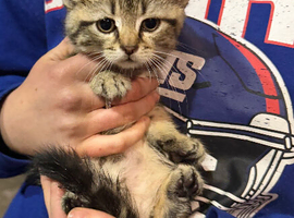 Kittens looking for their forever home