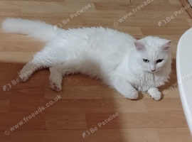 White cat