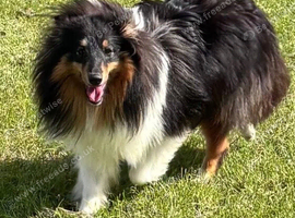 Beautiful tri colour Shetland sheepdog bitch
