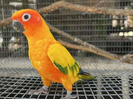 Untamed Sun Conure