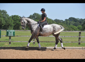 Beautiful 11year old ISH Gelding