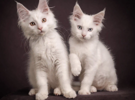 Council licensed TICA registered Maine Coon kittens