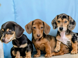 MINIATURE DACHSHUND QUALITY PUPPIES