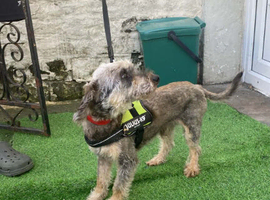 Poodle X boy 5 years old