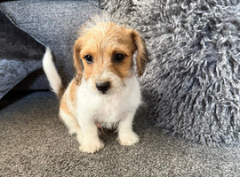 Beautiful Jackapoo boy puppies looking for there forever homes
