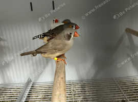 Various Stunning Baby Finches