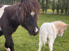 Shetland mare