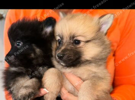 Pomeranian puppies