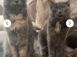 Two female mixed Maine coons