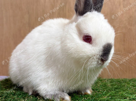 Netherland Dwarf baby Boy