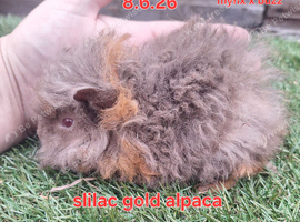 Guinea pig girls available