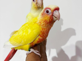 Gorgeous baby creamino & lutino conure
