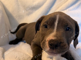 Staff puppies