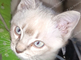 Last boy reduced Ragdoll cross siamese kitten