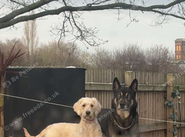 READY NOW belusky/goldendoodle