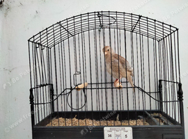 Hen Fawn Fife Canary