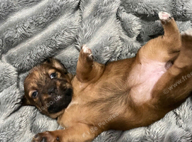 Short legged Jack Russell puppy&rsquo;s
