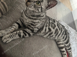 Beautiful Girl Looking For Her New Home