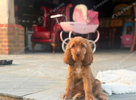 Beautiful cocker spaniels