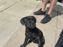 Black brindle bitch