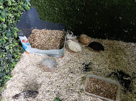 Button quails for sale