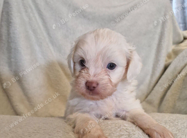4 stunning shipooh pups