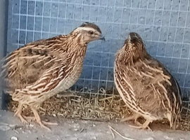 Male Quail