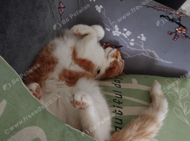 Neutered male 3 yrs old