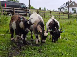 3 male pgymy  goats