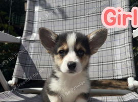 Show quality Pembrokeshire corgi READY!!!