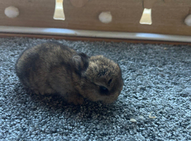 Netherland dwarf babies