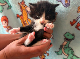 Kittens