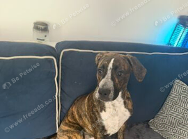 Rehoming our beautiful presa canario