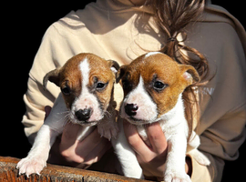 Jack Russell puppies