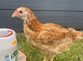 Young hen
