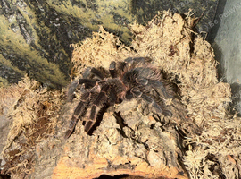 Salmon pink bird eater, tarantula