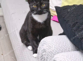 Male kitten looking for a new home