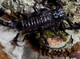 Emperor Scorpions at Birmingham Reptiles