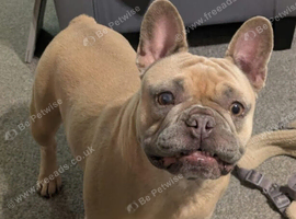 Frenchie for rehome