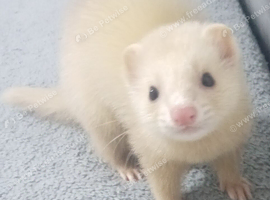 ADORABLE 13-WEEK-OLD HOB FERRET! Creamy Little Cutie Looking For His Forever Home!