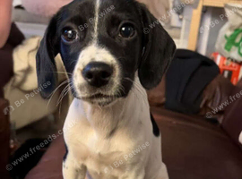 Two Cocker spaniel X Jack Russell pups