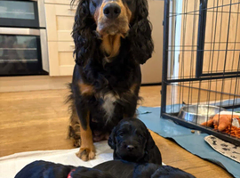 ONE male cocker spaniel
