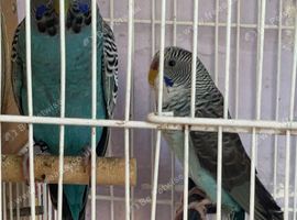 Budgies