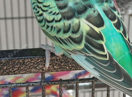 Breeding pair of budgies