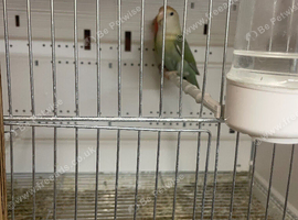 Breeding pair of love birds
