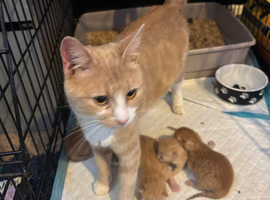 5 beautiful kittens