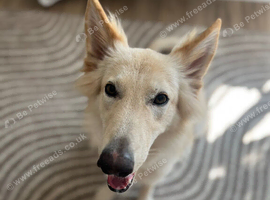 White German Shepard